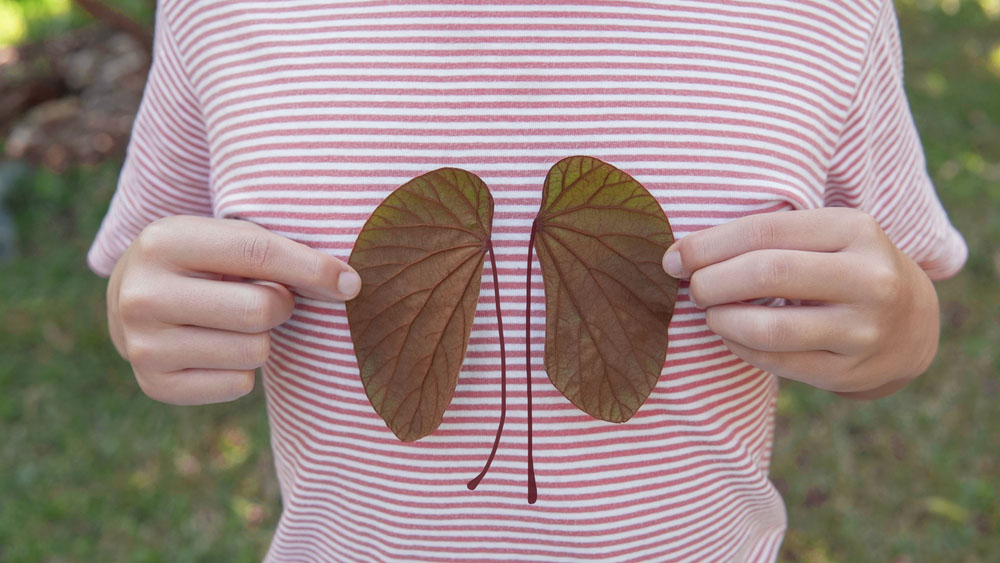 child holding leaves in shape of kidneys
